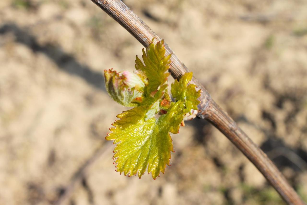 Domaine Joseph Lafarge Wine Resort Oeno-Tonneaux Experience Lugny Bagian luar foto