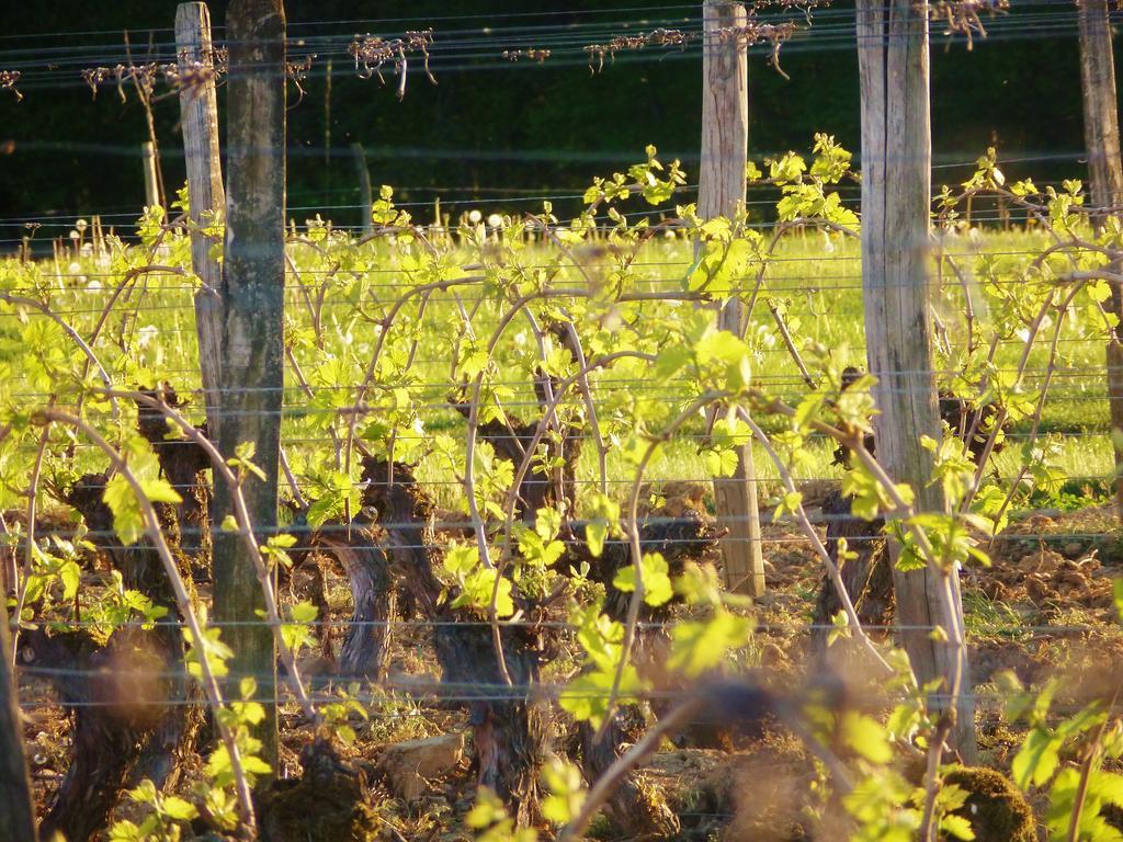 Domaine Joseph Lafarge Wine Resort Oeno-Tonneaux Experience Lugny Bagian luar foto