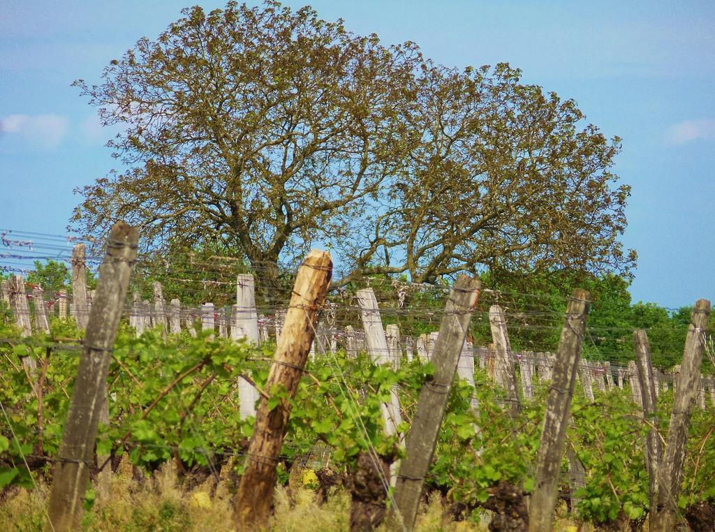 Domaine Joseph Lafarge Wine Resort Oeno-Tonneaux Experience Lugny Bagian luar foto